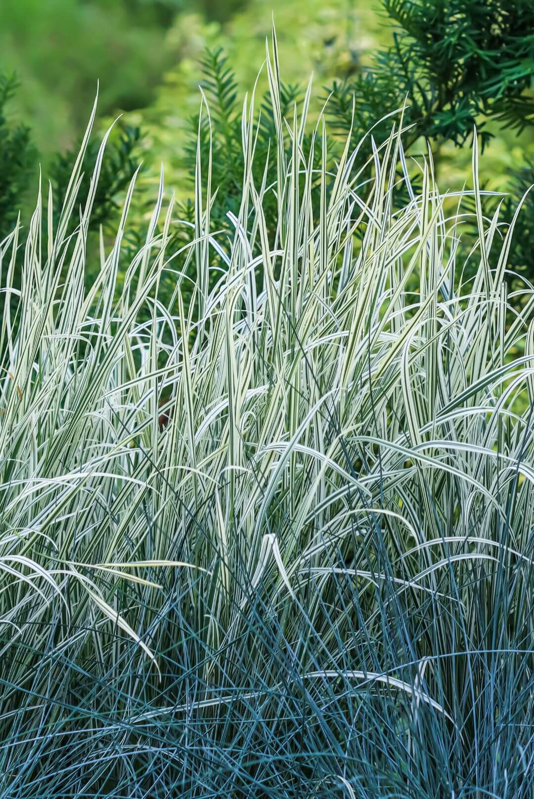 Blue fescue and arrhenatherum elatius bulbosum variegatum