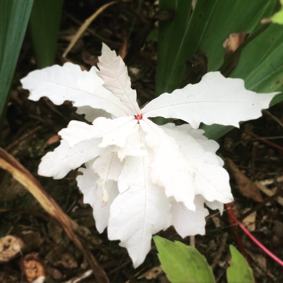 Baby Albino Oak
