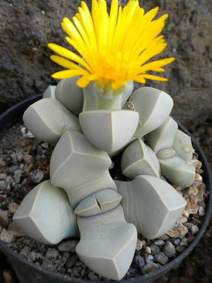 Lapidaria Margaretae