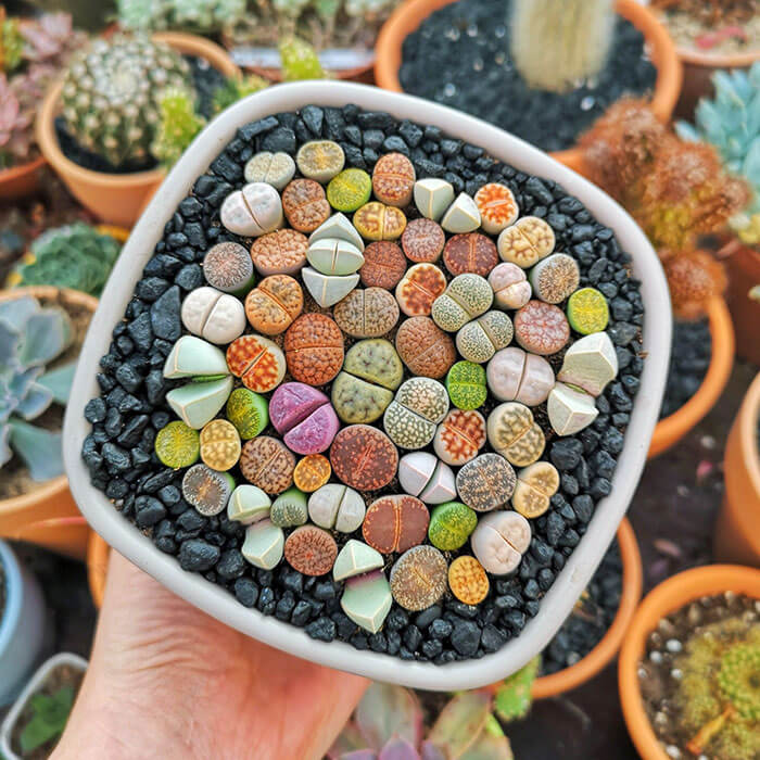Lithops