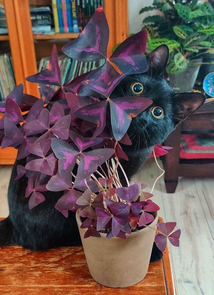 Oxalis Plant