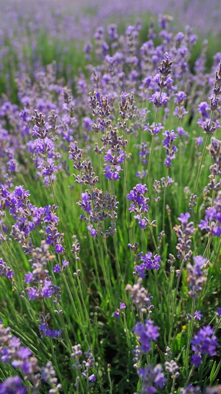 lavender herb