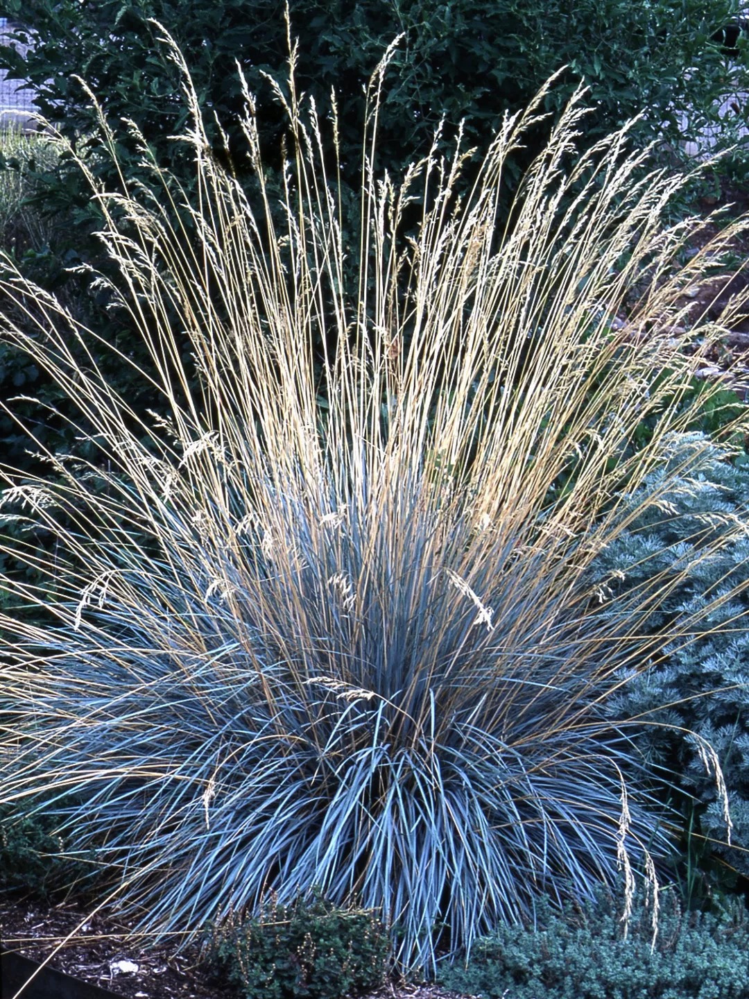 blue oat grass