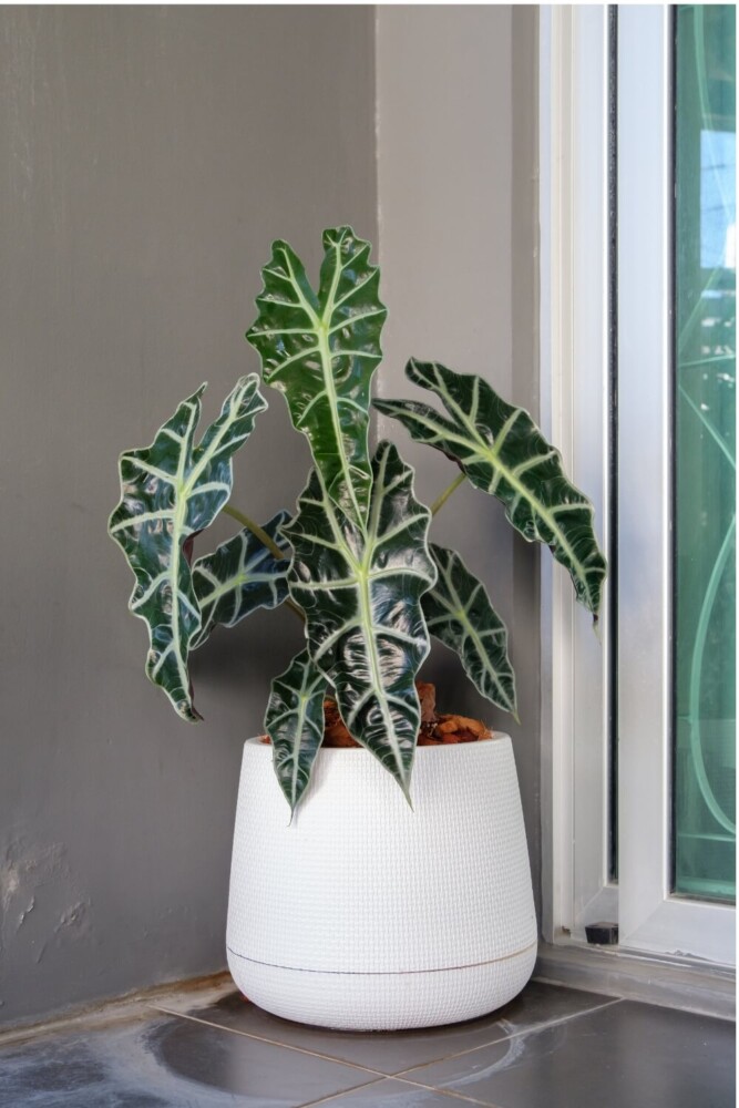 Alocasia Amazonica Sanderiana pot