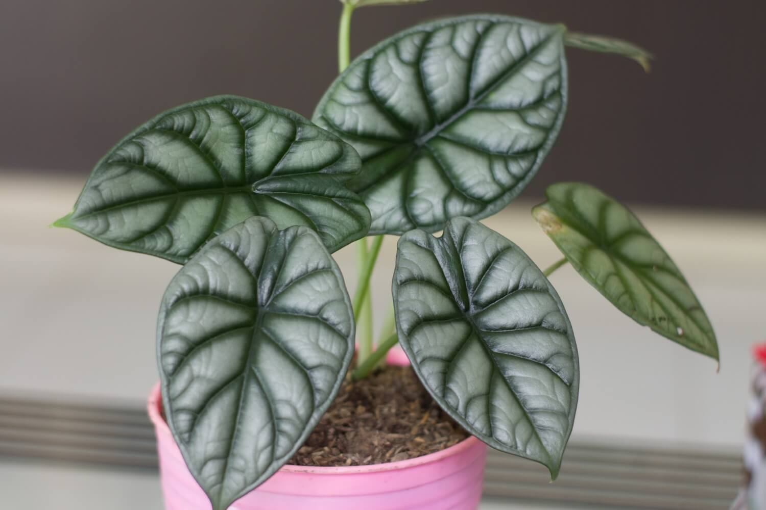 Alocasia dragon silver flower