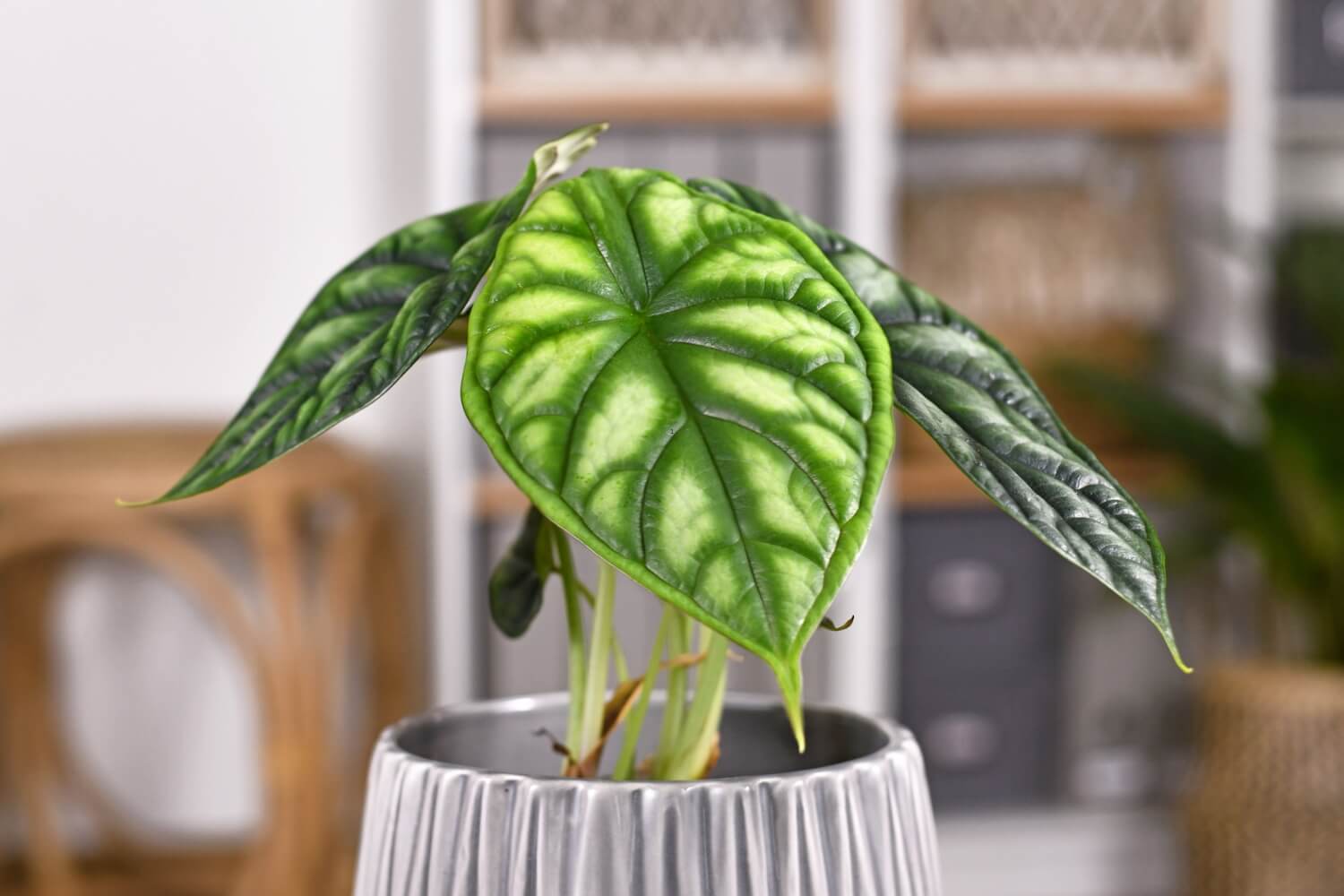 Alocasia baginda dragon scale houseplant in flower pot