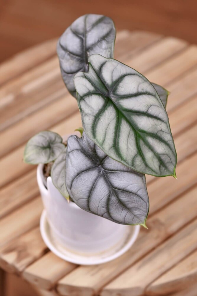 Exotic 'Alocasia Baginda Silver Dragon'