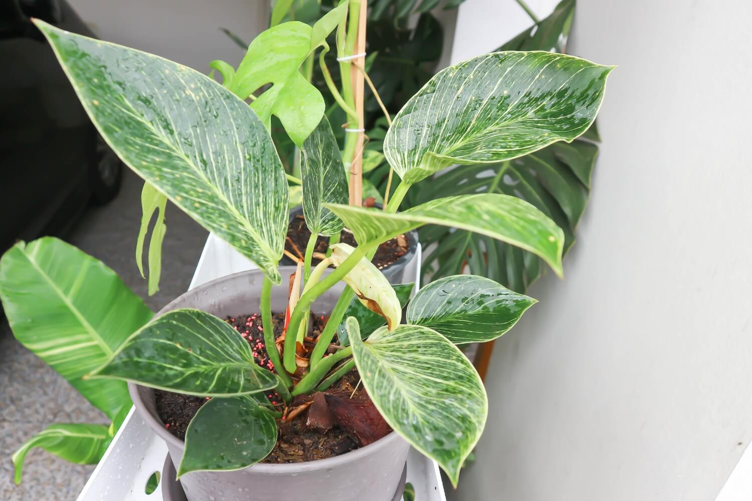 Philodendron birkin or bicolor plant