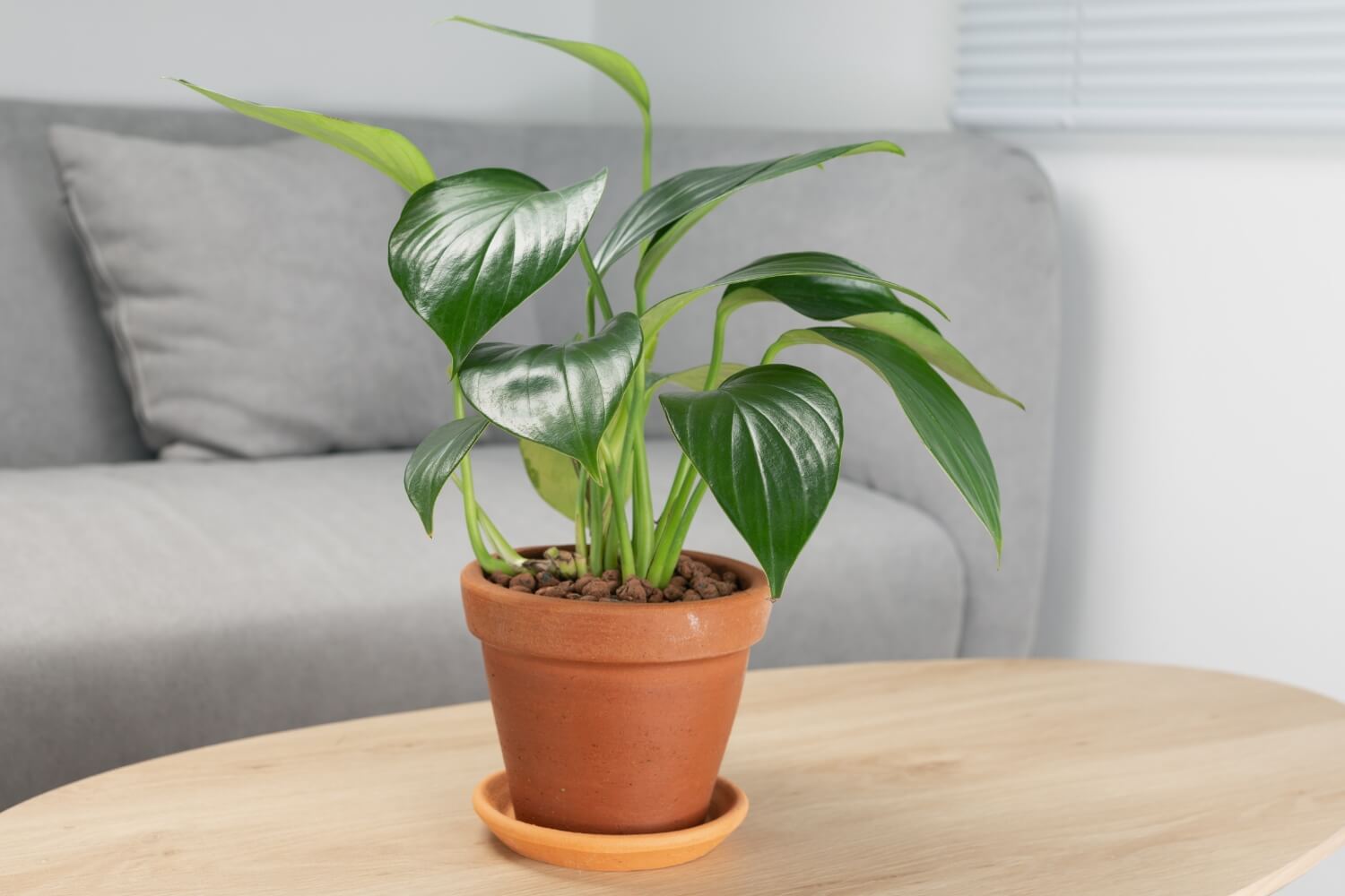 Philodendron Dragon Tail in clay pots
