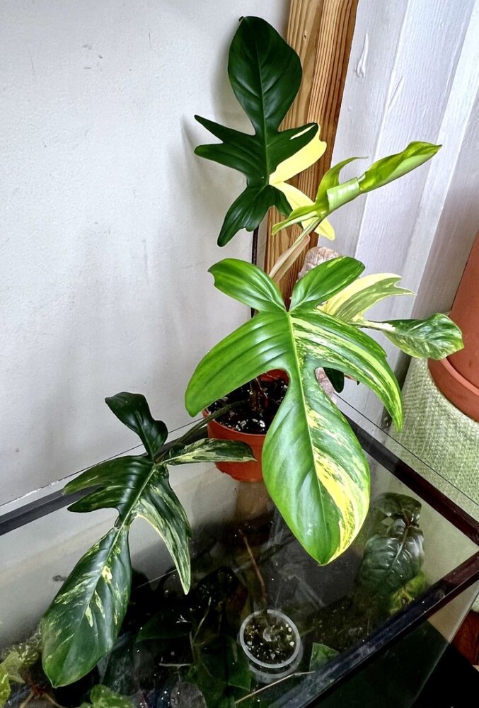 Philodendron Florida Beauty Plant