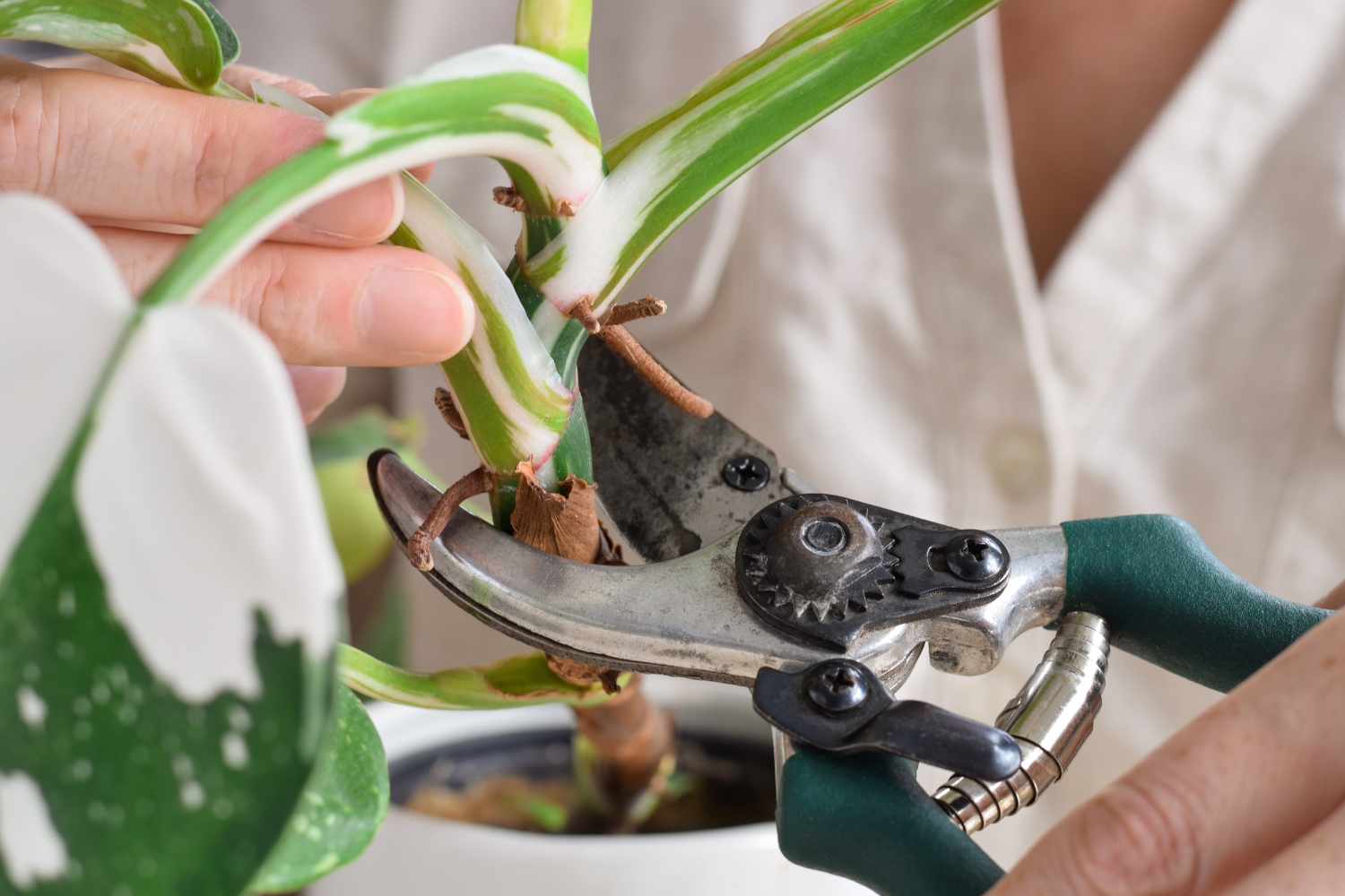 Closeup woman's hands cutting philodendron white wizard plant st