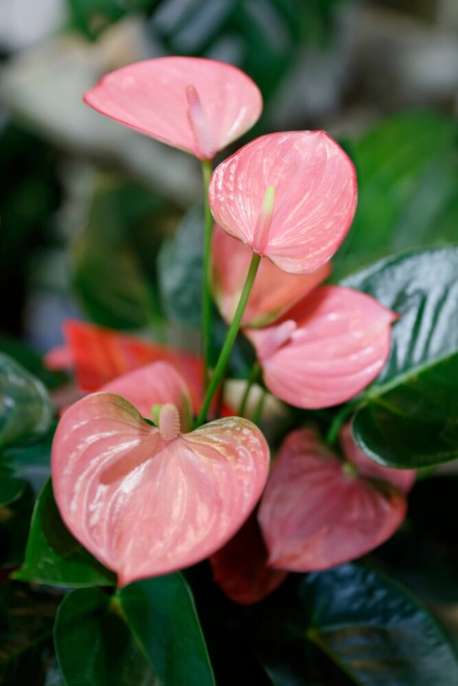Pink anthurium