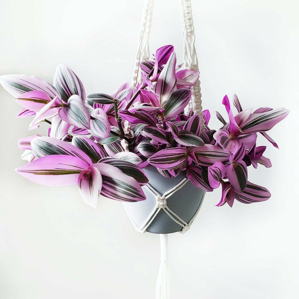 Tradescantia nanouk