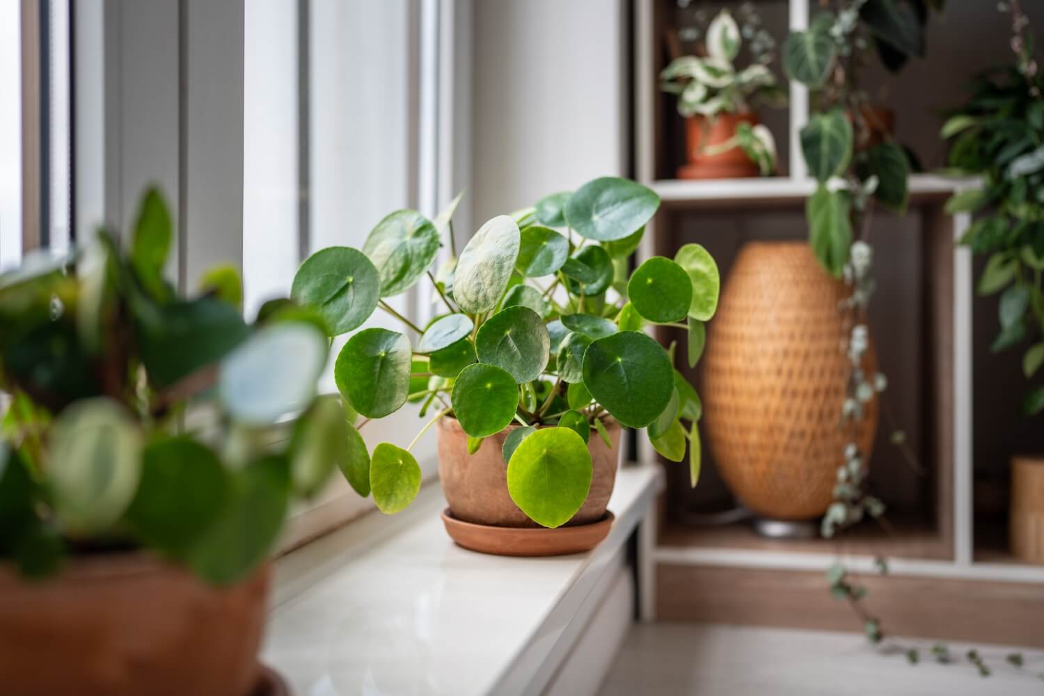 Pilea peperomioides in terracotta pot