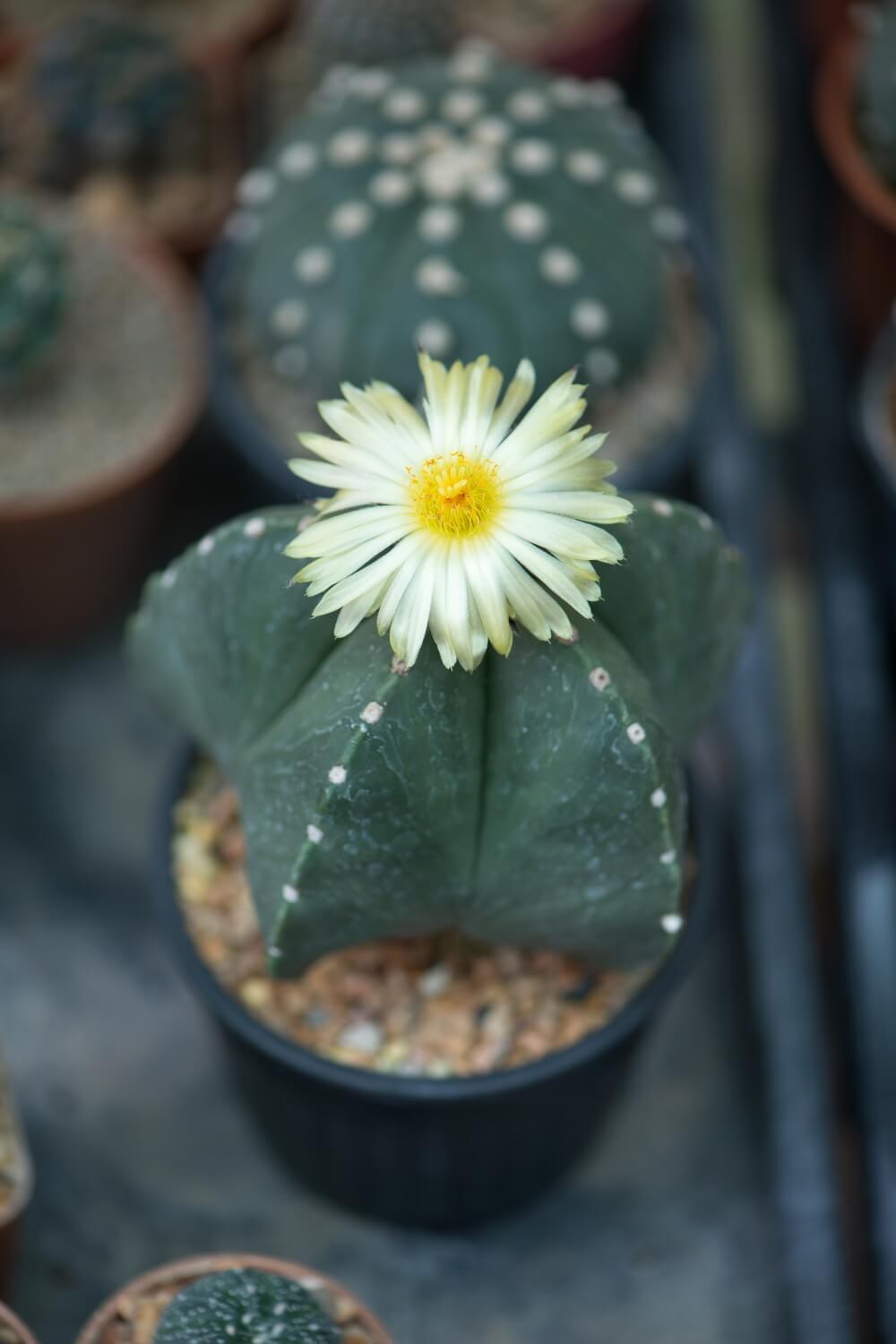 Astrophytum myriostigma flower in garden