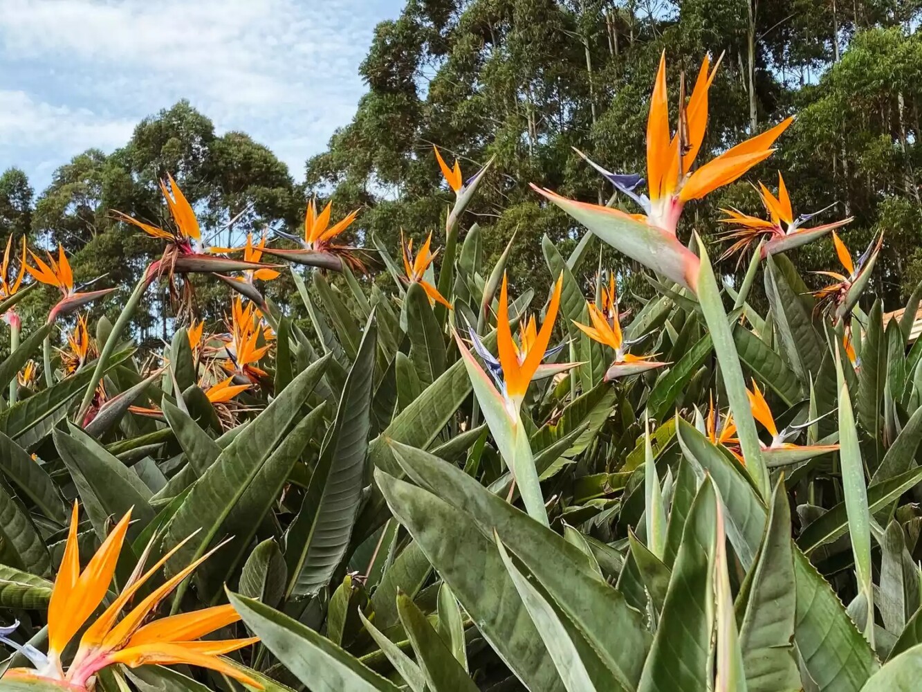 Close view of Birds of Paradise