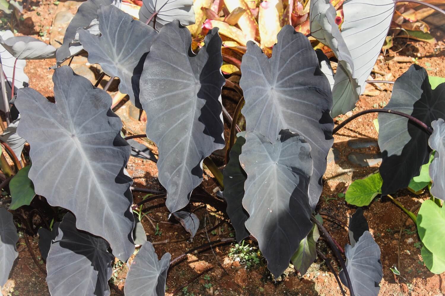 Black Taro (Colocasia esculenta)