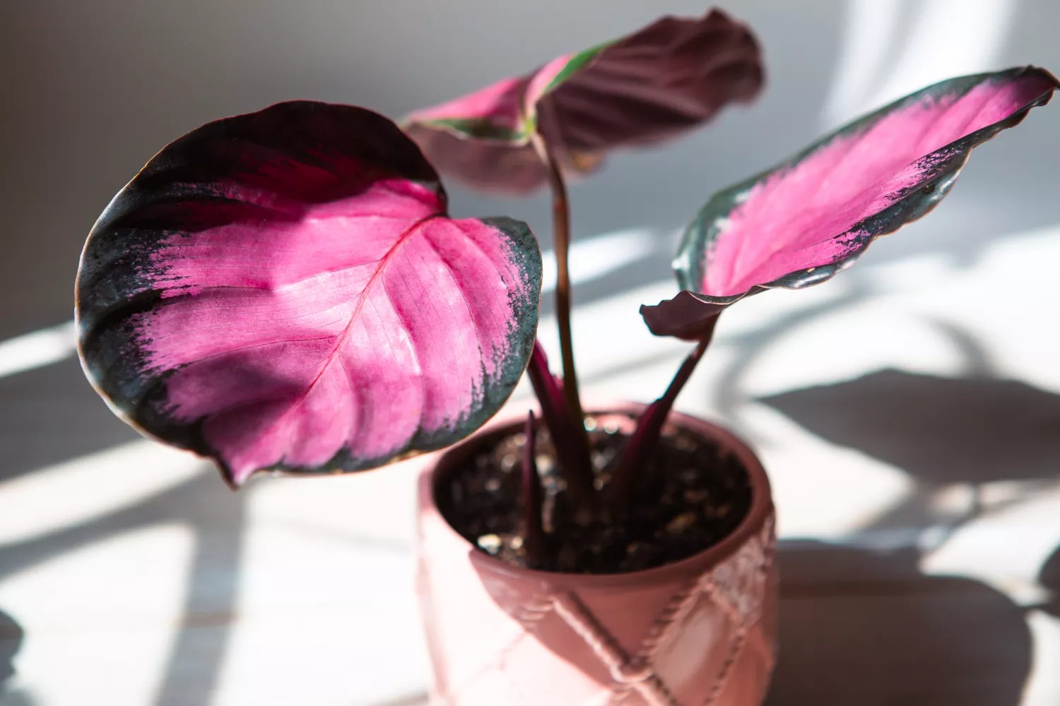 calathea purple