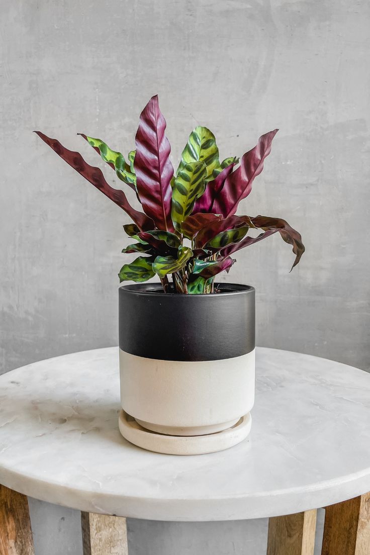 calathea on a white table