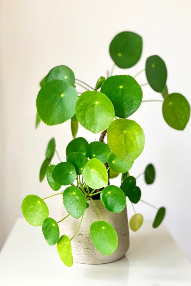 Chinese Money Plant in White Clay Pot