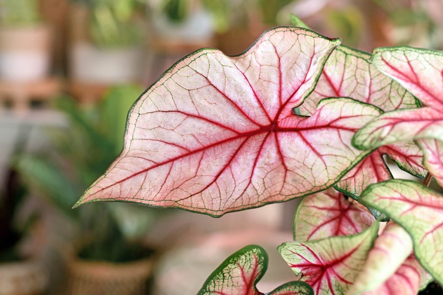 Closeup of Exotic Leaf Houseplant