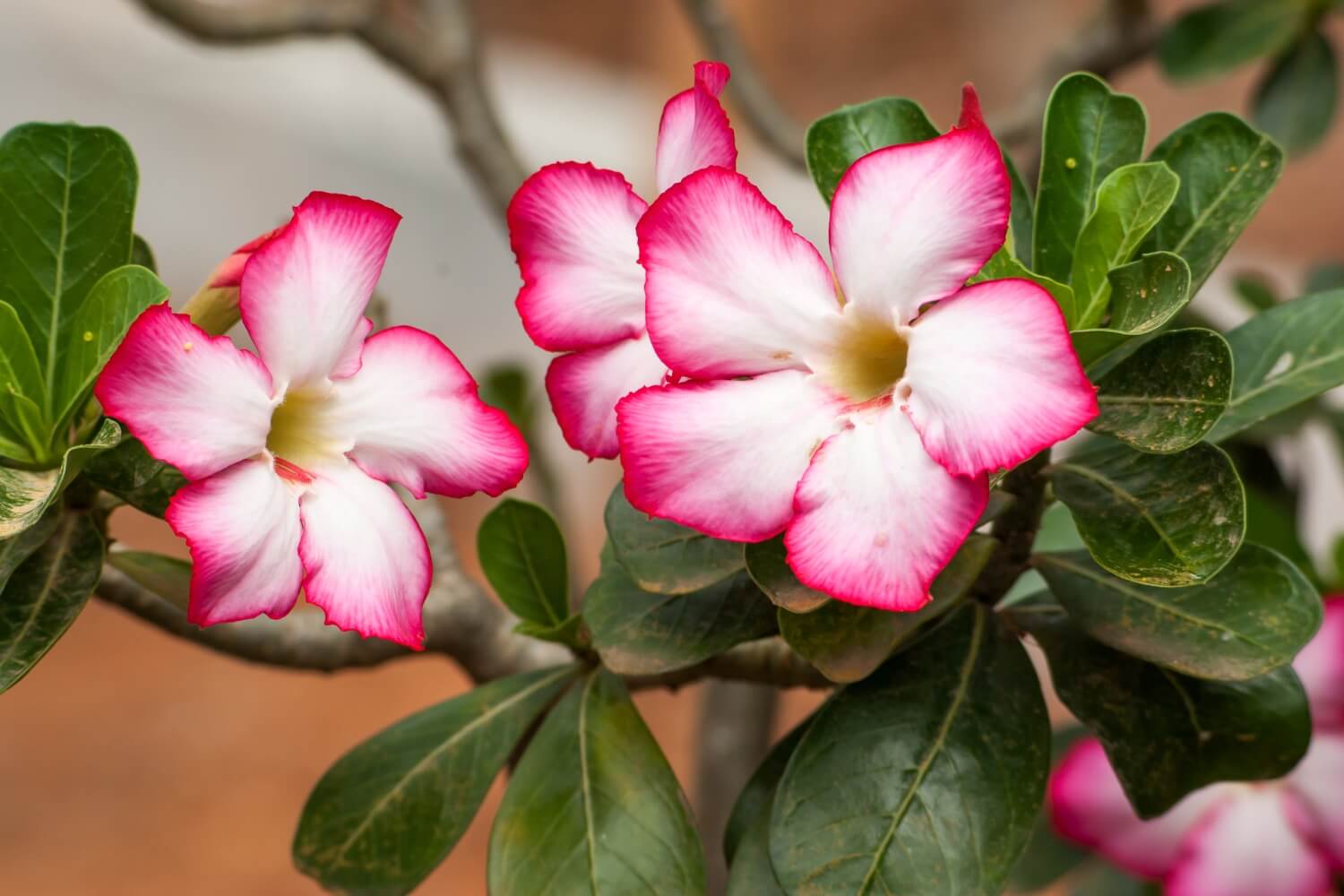 Desert Rose