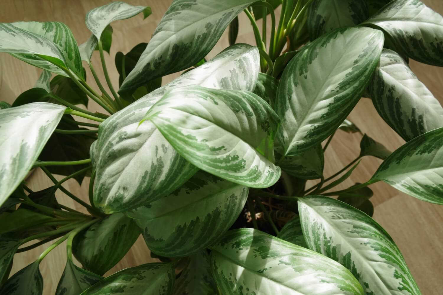 Dieffenbachia leaves