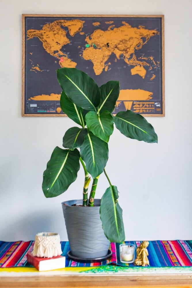 Dieffenbachia oerstedii