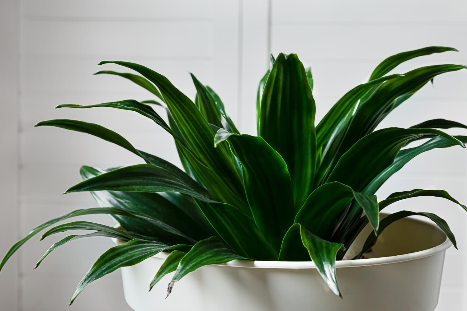 Dracaena fragrans compacta