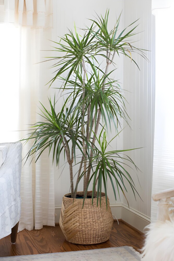 Dracaena houseplant in room