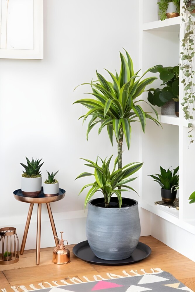 Dracaena houseplant in room corner