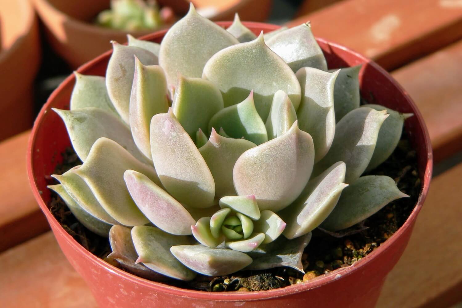 Echeveria Lola succulent plant