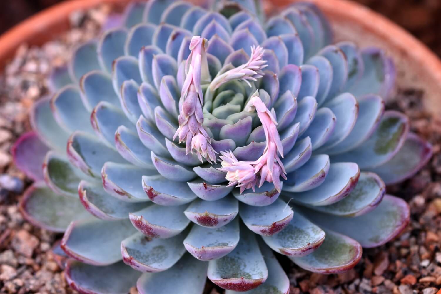 Echeveria glauca