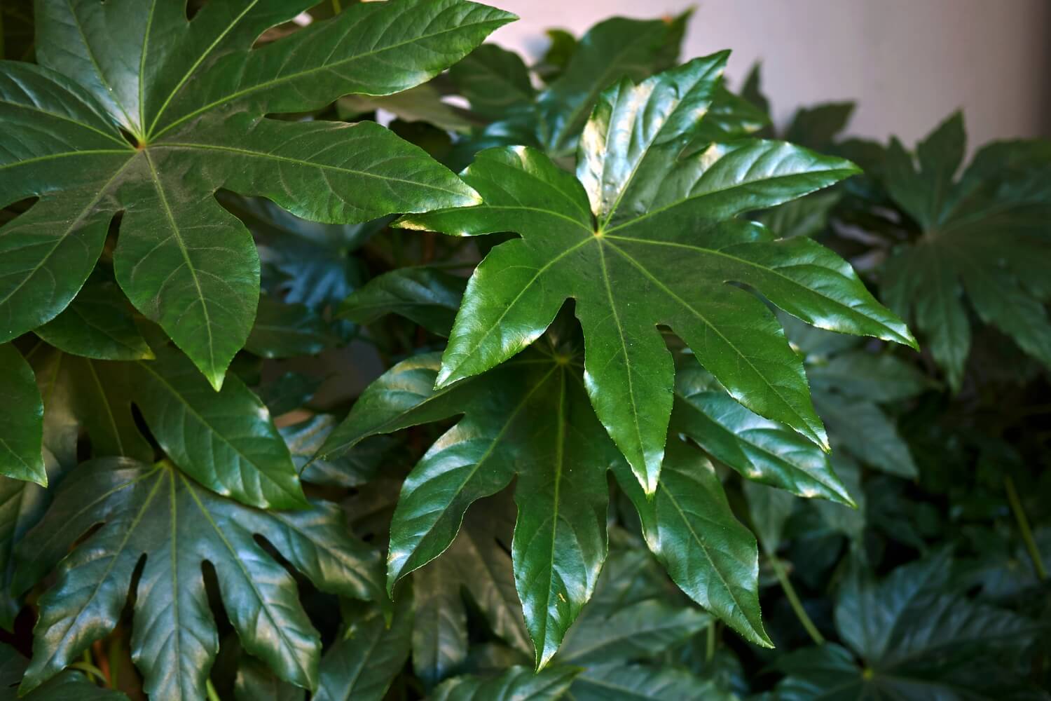 Fatsia japonica