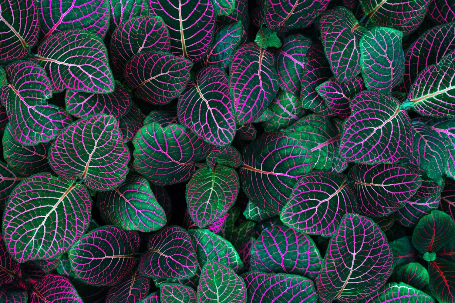 Neon purple with dark emerald green color fittonia albivenis plants