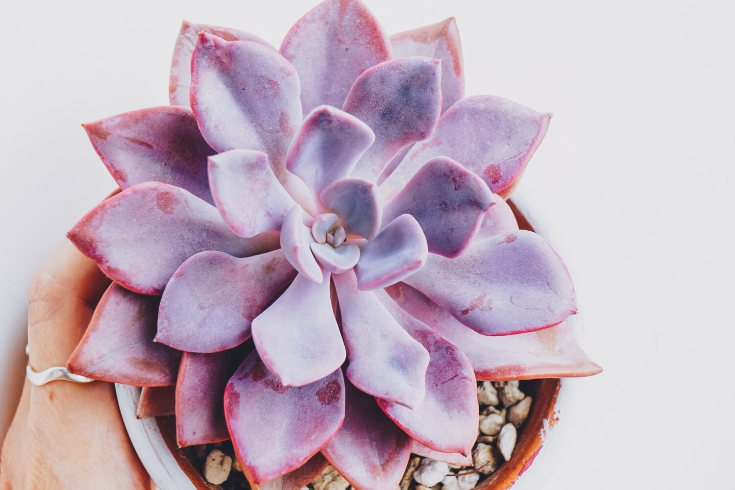 Graptoveria Debbie