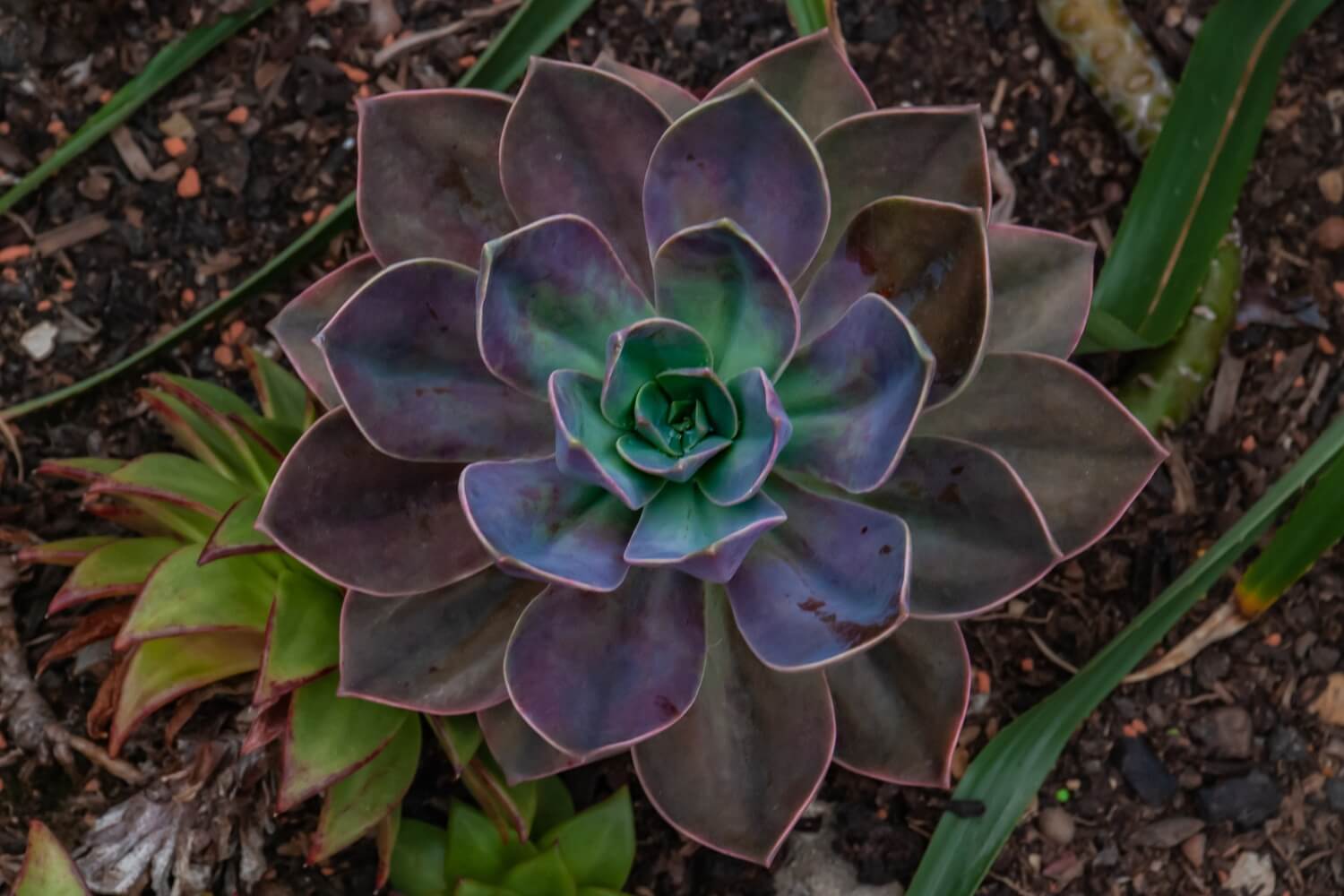 Graptoveria ivesii succulent with purple silver peta
