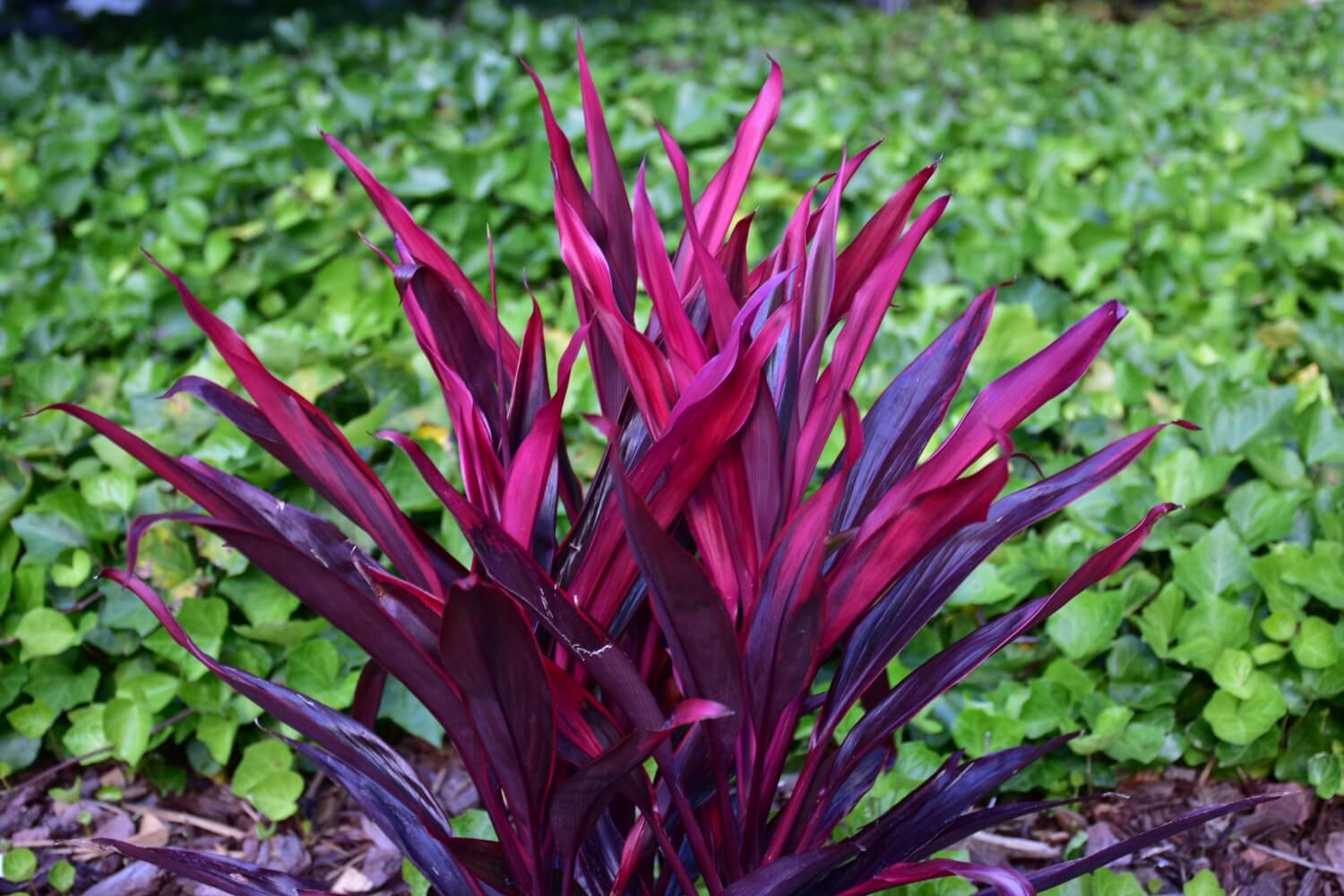 A Hawaiian Ti Plant in the garden
