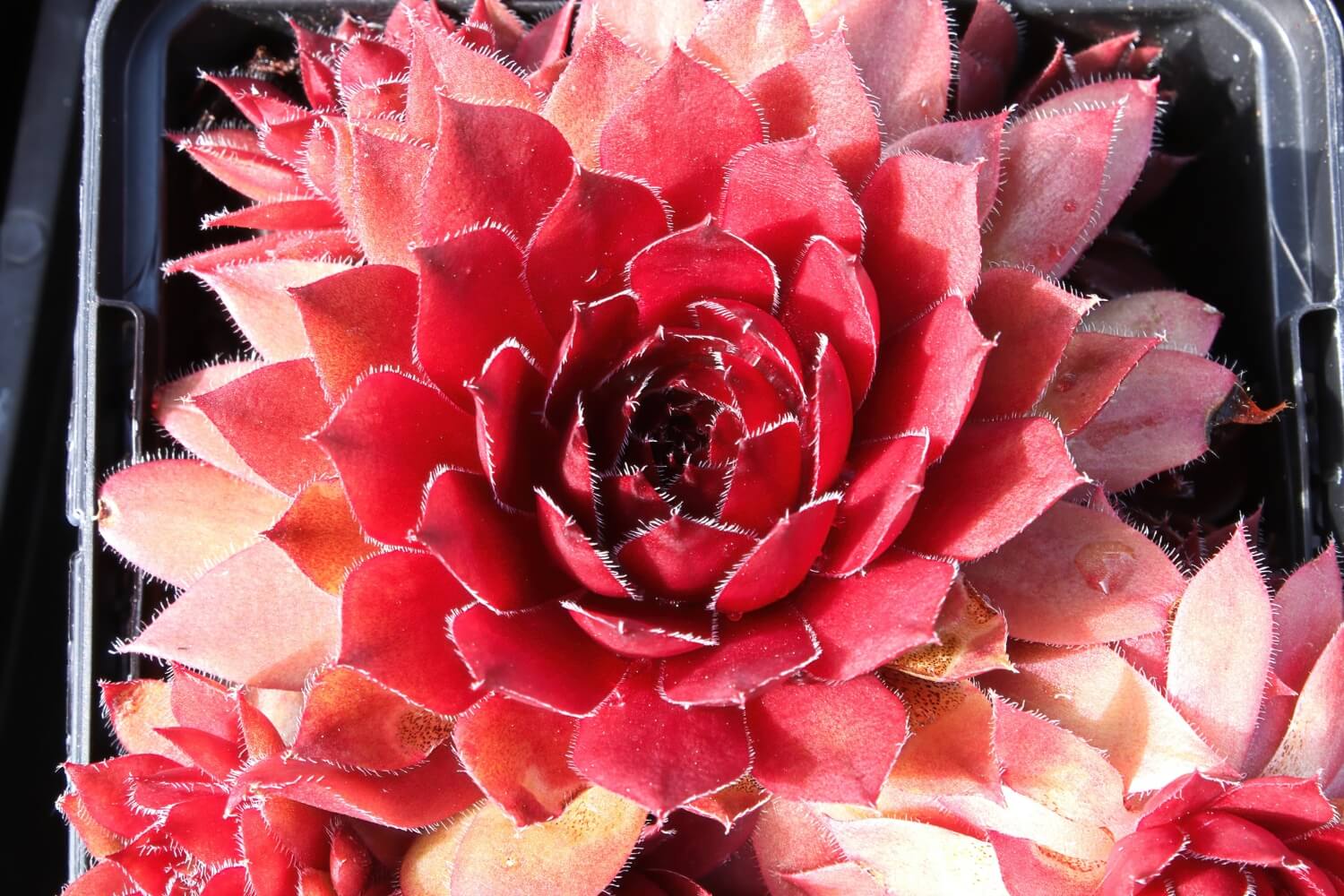 Hens and Chicks Succulent Plants