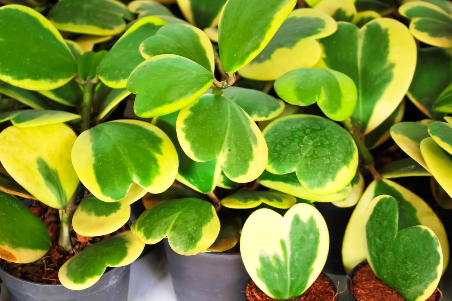 Hoya kerrii Craib