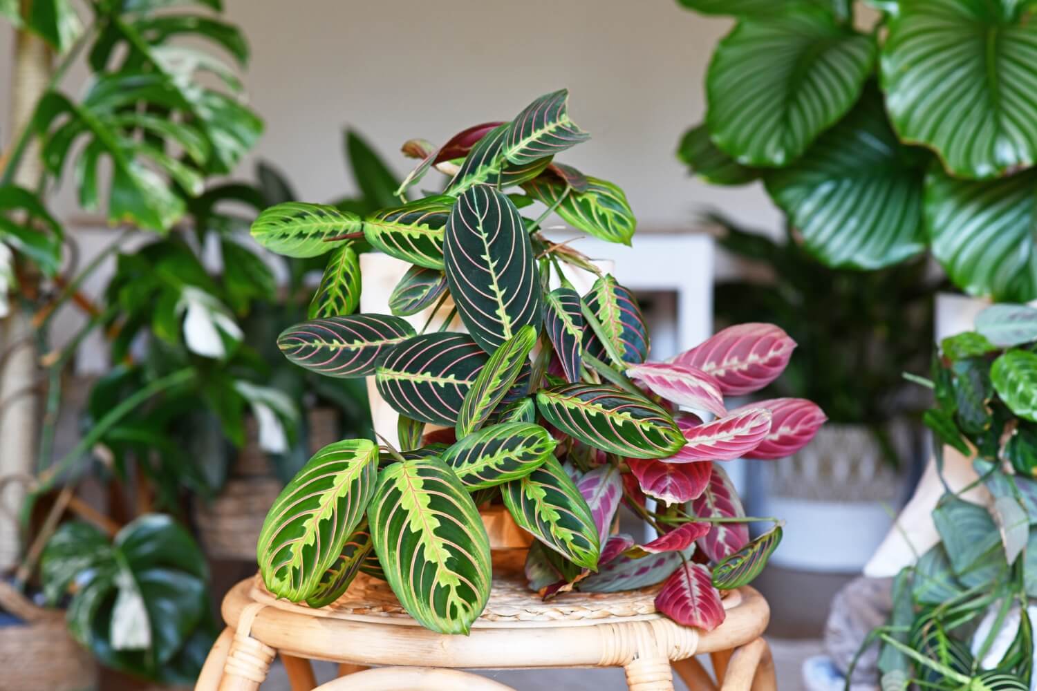 Maranta Leuconeura Fascinator houseplant with leaves