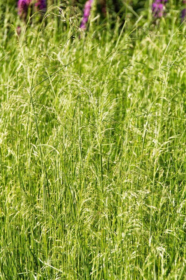 Monrovia Scottish Tufted Hair Grass