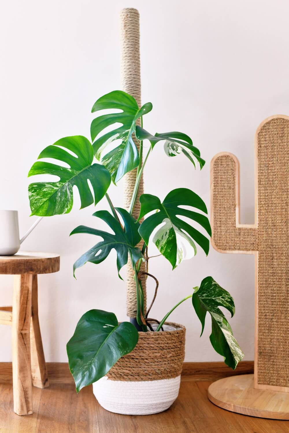 Tropical 'Monstera Deliciosa Variegata' Houseplant with White Sp