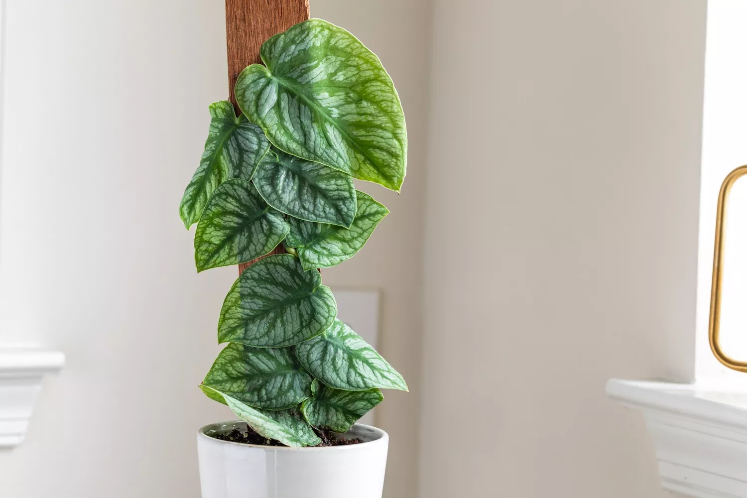 Monstera dubia plant pot