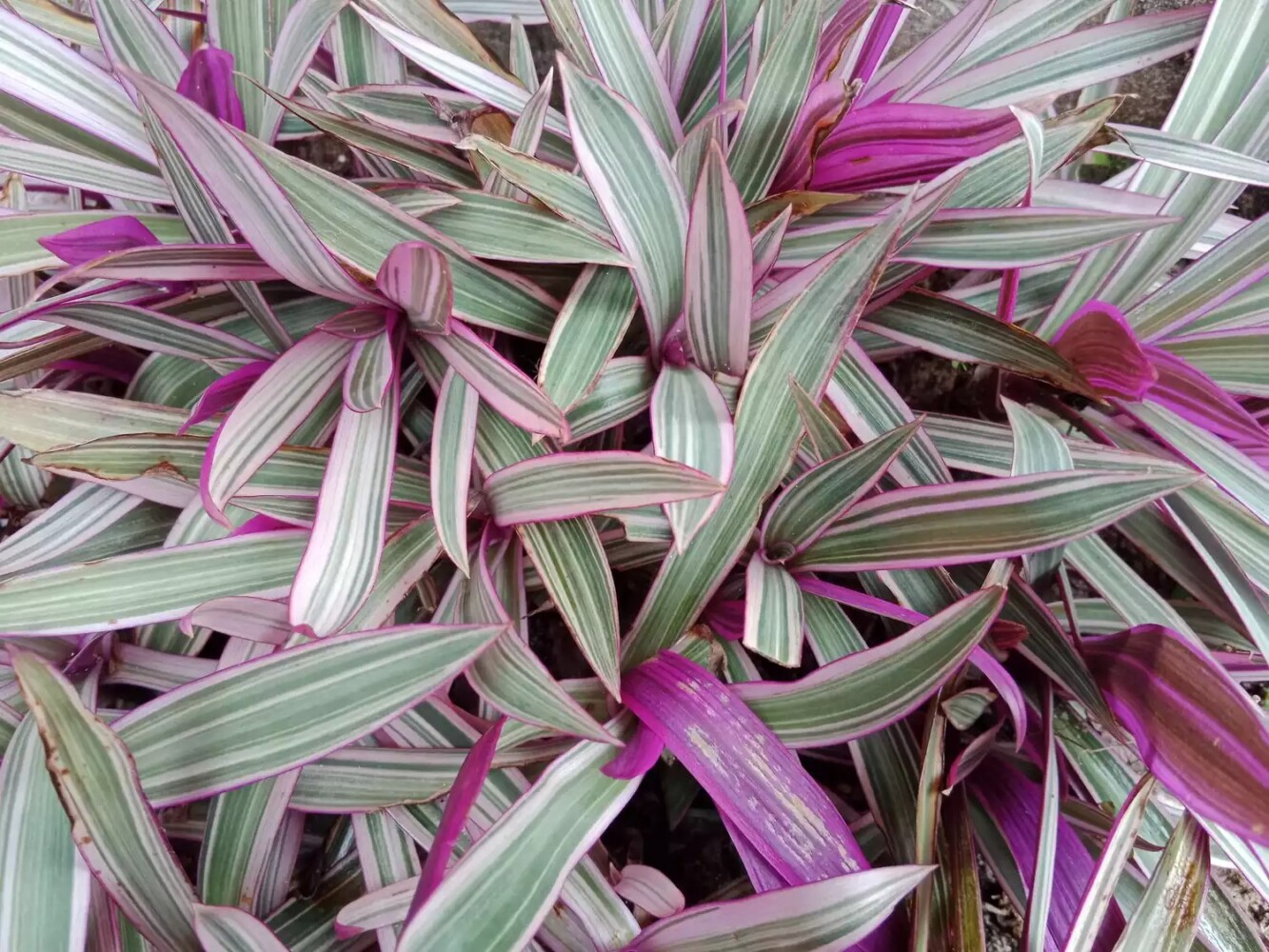 Moses in the Cradle plant