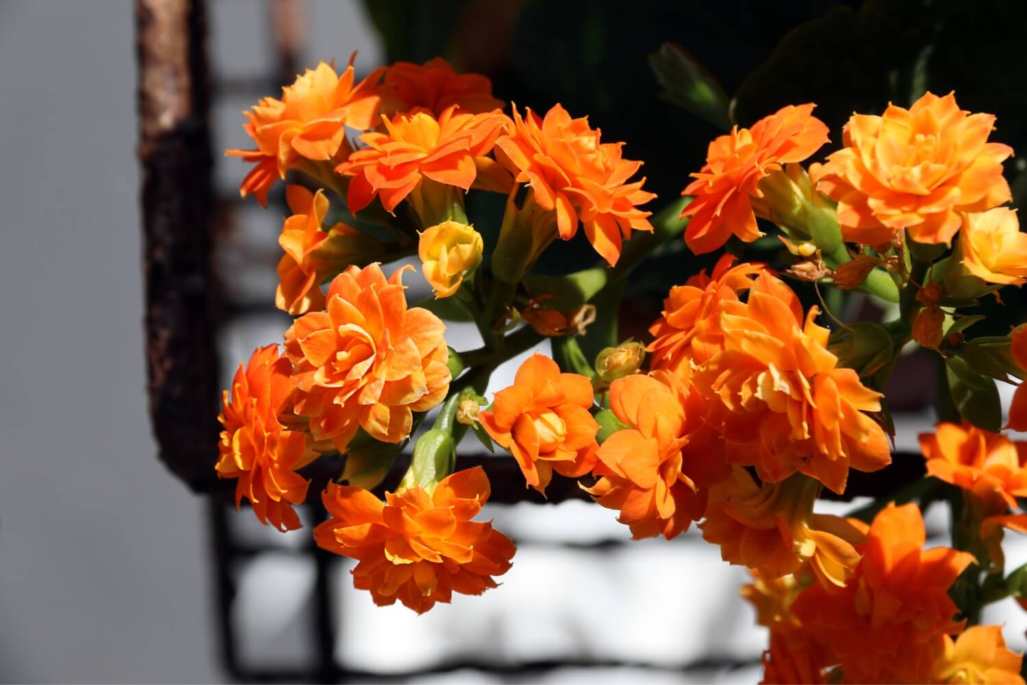 Kalanchoe blossfeldiana