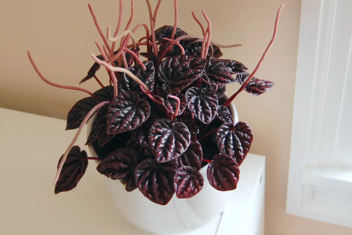 Closeup of Peperomia Caperata (Ripple Peperomia)
