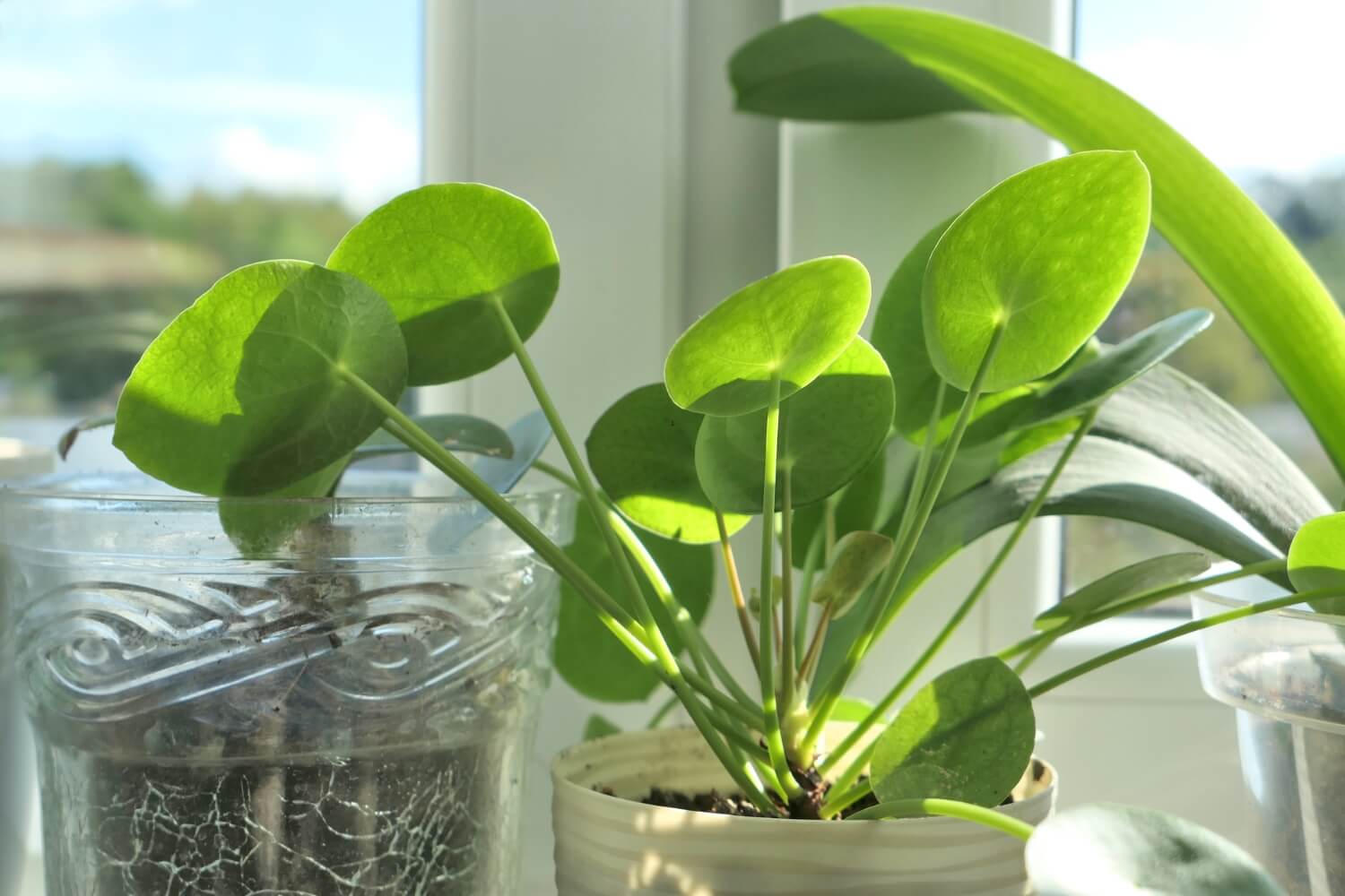 Pilea peperomioides houseplant on windowsill