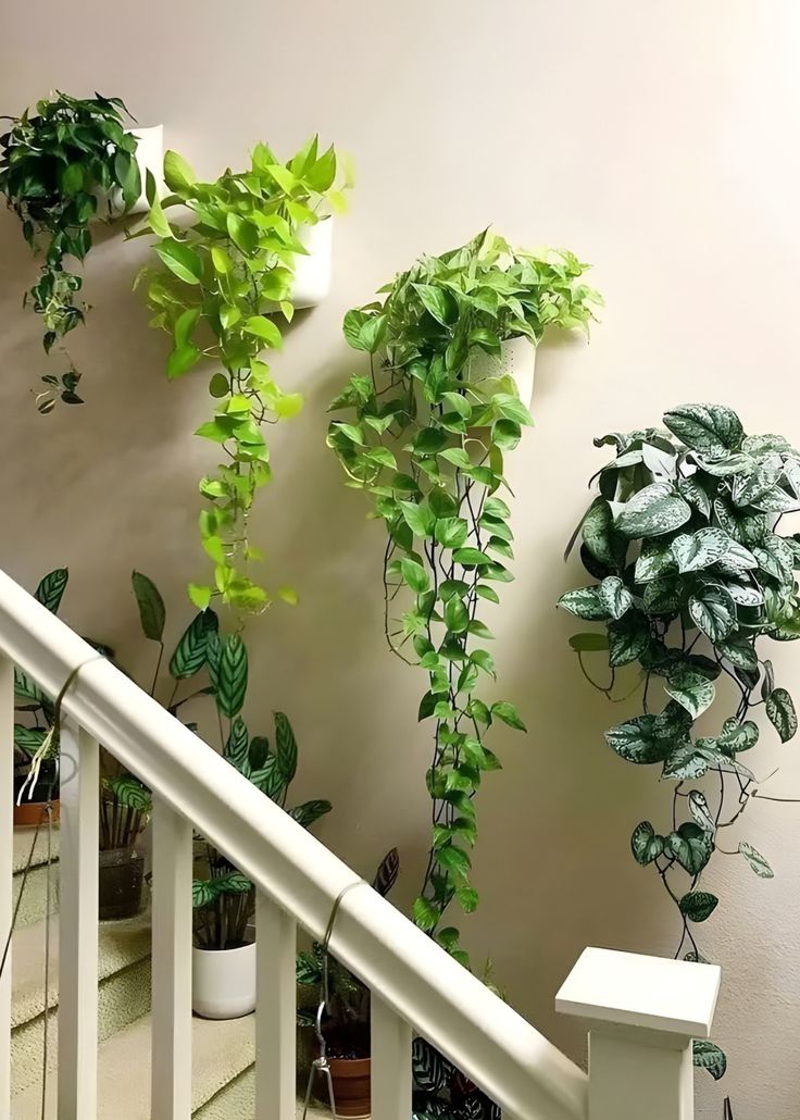 Pothos hanging baskets on staircase
