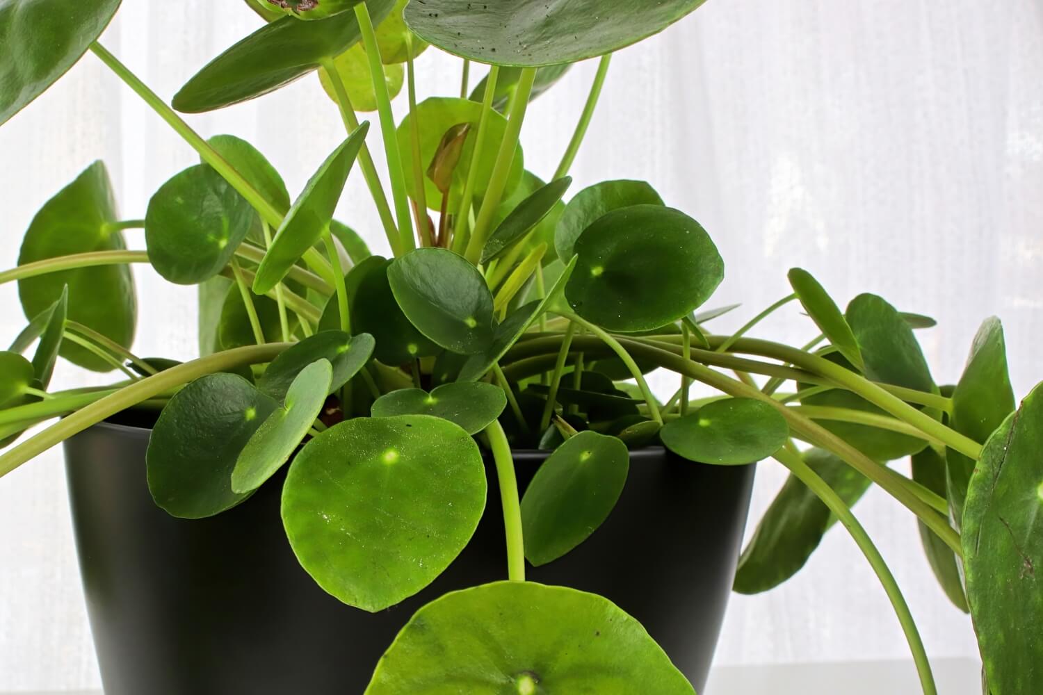 Potted Pilea Plant